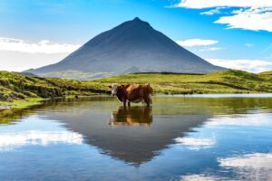 Pico Island, Azores