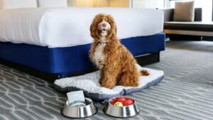 Pets At The Manchester Grand Hyatt San Diego