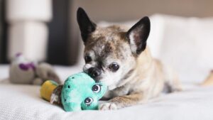 Pets At The Hyatt House Houston Medical Center