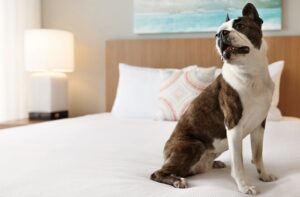 Pets At The Hyatt Place Richmond / Innsbrook