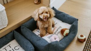 Pets At The Hyatt Centric Melbourne