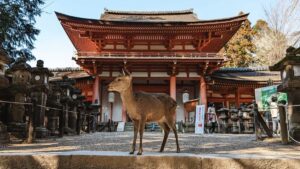 The Free Roaming Deer In Nara Park